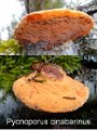 Pycnoporus cinnabarinus-amf1817
